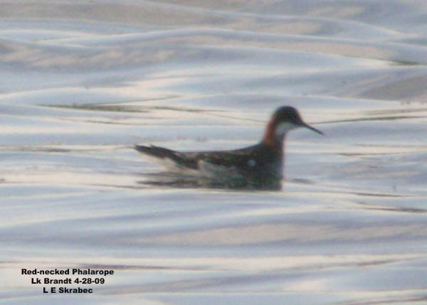 Red-necked Phalarope